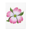 Pink Dogwood Flower postcards