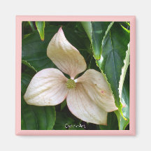 "Pink Dogwood" Magnet