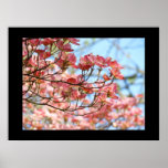 Pink Dogwood Tree Flowers art prints Dogwoods