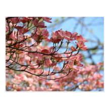 Pink Dogwood Tree Flowers Post card Flowering Tree