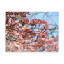 Pink Dogwood Tree Flowers Post card Flowering Tree