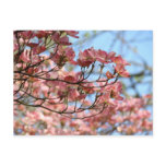 Pink Dogwood Tree Flowers Post card Flowering Tree postcards