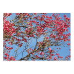 Pink Dogwood Tree in Bloom 5 Business Card