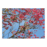 Pink Dogwood Tree in Bloom Business Card Template