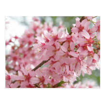 Pink Dogwoods Postcard