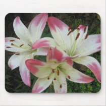 Pink edged Asiatic Lillies IMG_0988 Mousepad