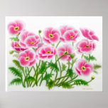 Pink European Poppies Poster