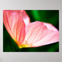 Pink Evening Primrose Poster posters