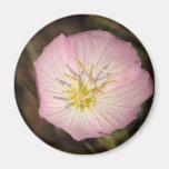 Pink Evening Primrose Refrigerator Magnets
