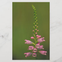 Pink False Dragonhead Flower Custom Flyer