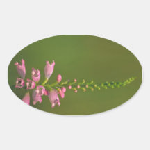 Pink False Dragonhead Flower Oval Stickers