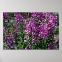 Pink Fireweed (Epilobium Angustifolium) flowers Poster
