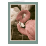 Pink Flamingo Cards