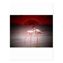 Pink Flamingo Dance Postcards