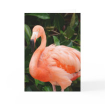 Pink Flamingo  Greeting Card