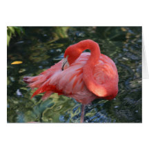 Pink Flamingo Greeting Card