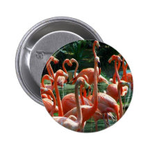 Pink Flamingo group, lots of flamingoes picture!