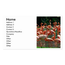 Pink Flamingo group, lots of flamingoes picture! Business Card Template