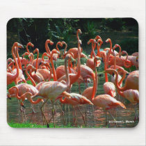 Pink Flamingo group, lots of flamingoes picture! Mousepad