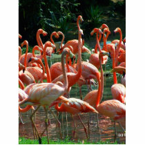 Pink Flamingo group, lots of flamingoes picture! Photo Cutouts