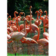 Pink Flamingo group, lots of flamingoes picture! Photo Sculpture