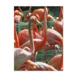 Pink Flamingo group, lots of flamingoes picture! Post Card