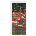 Pink Flamingo group, lots of flamingoes picture! rack cards