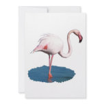 Pink Flamingo in Blue Pool of Water invitations