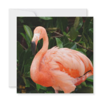 Pink Flamingo Invitations