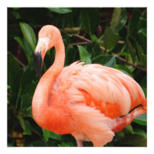 Pink Flamingo Invitations
