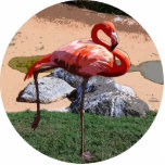 Pink Flamingo photo sculptures
