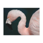 Pink Flamingo Postcard