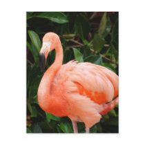 Pink Flamingo  Postcard