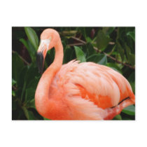 Pink Flamingo  Postcard