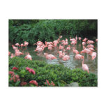 Pink Flamingo Postcard
