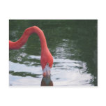 Pink Flamingo Post Cards