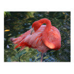 Pink Flamingo Postcard