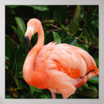 Pink Flamingo Poster