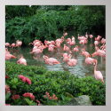 Pink Flamingo Poster posters