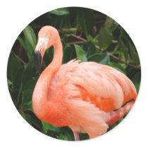 Pink Flamingo  Sticker