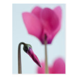 Pink Flower Abstract Post Card