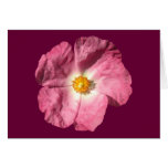 Pink Flower Cards