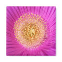 Pink Flower Magnet
