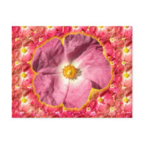 Pink Flower Notes Card Postcards
