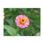 pink flower postcard