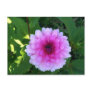 Pink flower post card