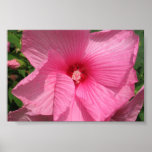 Pink Flower posters