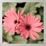 pink flower poster posters