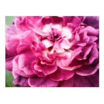 Pink Flower v2 - Postcard