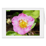 Pink Flowering Strawberry cards